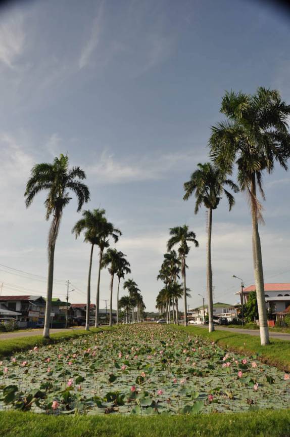 Avenida principal de Nickerie, com palmeiras e muitas flores de Lotus (Suriname)